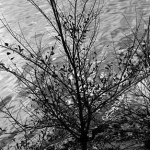 313_52-Tree-_-River-300x300