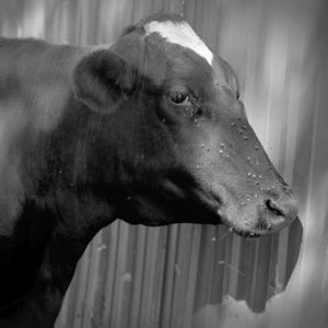431_074_Cowden_Portrait_of_Cow_with_Flies-300x300