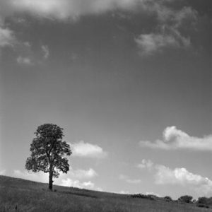 431_103_Cowden_Young_Tree_on_Hillside-300x300