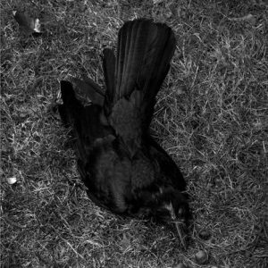 433_18_Death_of_the_Crow_10X-300x300