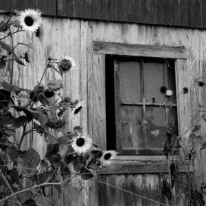434_009_Cowden_Barn_Window_Sunflowers-300x300