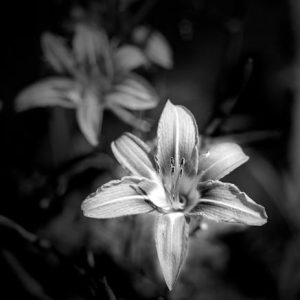 437_090_Cowden_Tiger_Lily-300x300