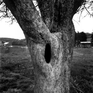 438_057_Cowden_hole_in_Tree_10x_v3-300x300